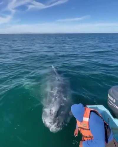 Grey Whale enjoying a nice head scratch 🐳 Watch till the end