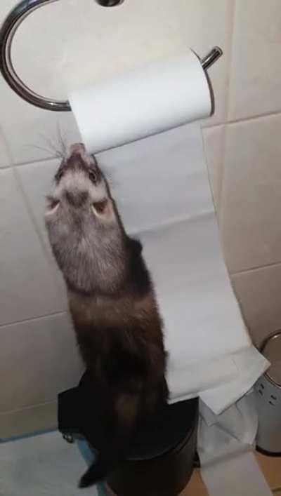 I didnt know ferrets used so much toilet paper