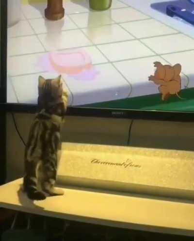 This cat trying to capture jerry.