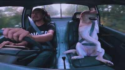 Road trip goals with your best bud 😌