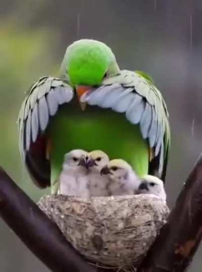 Mother’s love is universal..