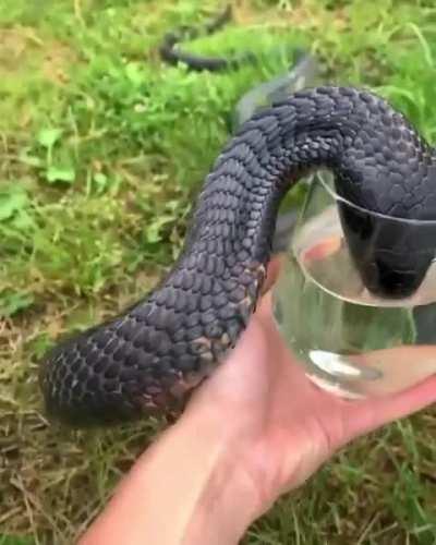 Giving water to a thirsty cobra is pretty high on my nope list