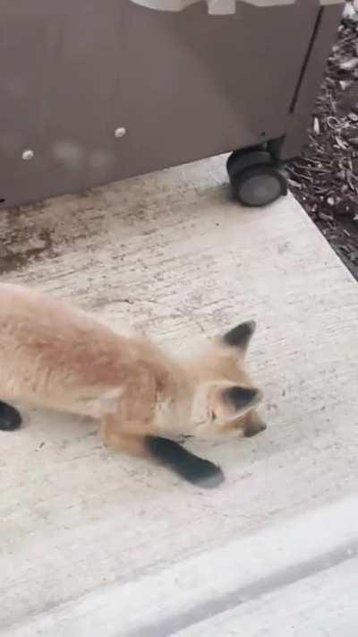 [OC] Some baby foxes in my parents’ backyard yesterday