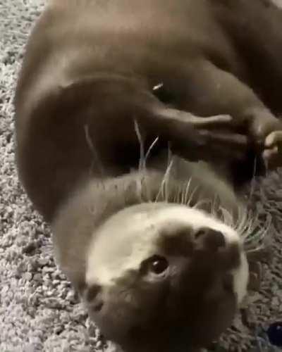 Baby otter playing with marbles.