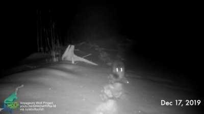 A wildlife camera captured animals from all walks of life using a beaver dam to cross wetlands in a forest