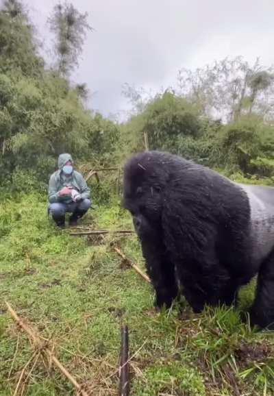 Silverback gorilla beating his chest