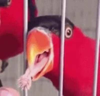 A parrot's tongue