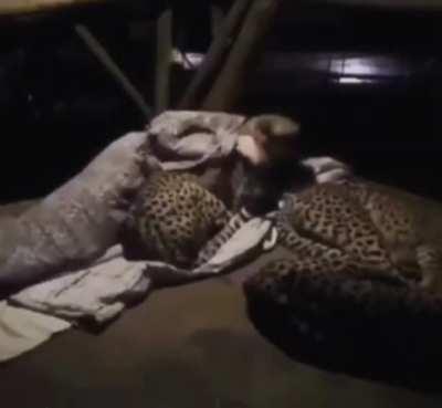 A man in Africa who sleeps with cheetahs at night