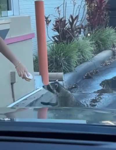 Raccoon going drive-thru before work