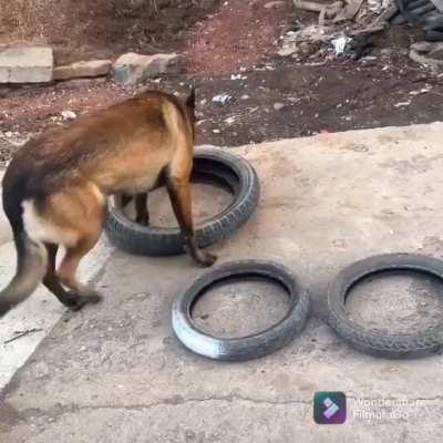 Smart dog helps his human move tires, and figures out how to carry four tires in one bite