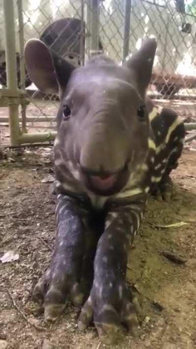 The sounds of this baby tapir chewing on a tasty snack