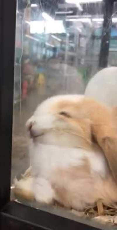 Bunny Marshmallow