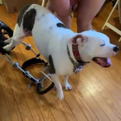 She loves going out with her wheelchair.