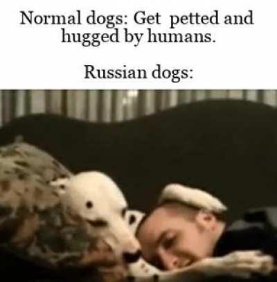 In Soviet Russia, the dog pets you.