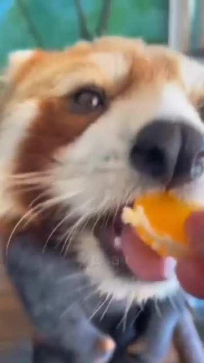 Firefox eating mandarins