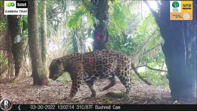 From last month's camera trap compilation at Refúgio da Ilha, southern Pantanal, courtesy of Onçafari, we have the following captures: an old battered male unknown to me ID-wise (first clip), and the gigantic male Pança (second and third film).