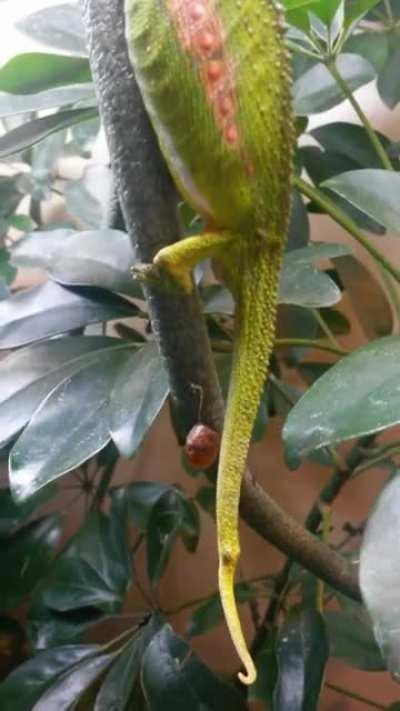 Chameleon giving Birth