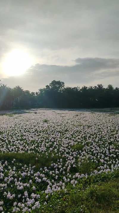 What is the name of this flower?