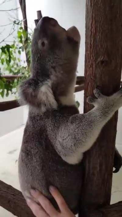 Ever wondered what a happy Koala sounds like when you pet it?