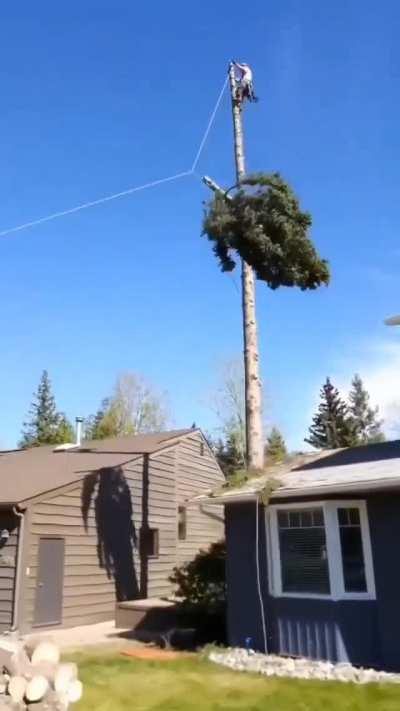 Topping a tree into a chipper