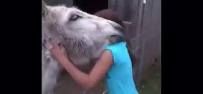 Donkey recognizes the girl who raised him