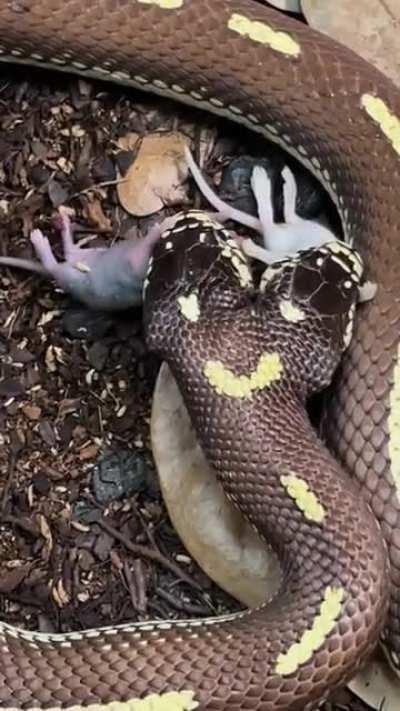 2 headed snake eating