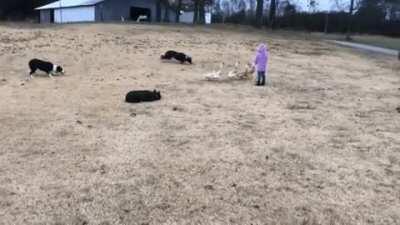 These good boys showing their herding as a team abilities