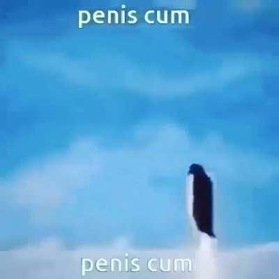 cum penis