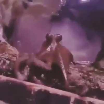 Octopus captured on camera waving back to his handler at London's Sea Life Aquarium, during one of the octopus' twice-daily 