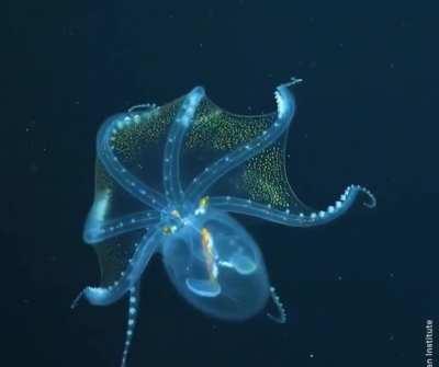 Glass octopus caught on camera. The clear sea creature was filmed by an underwater robot during an expedition off of the Phoenix Islands, 3200+ miles northeast of Sydney