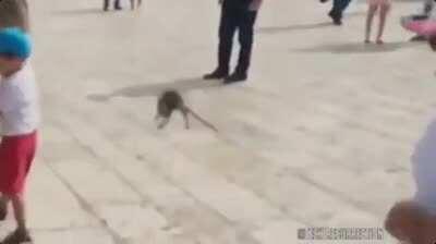 WCGW kicking this rat away