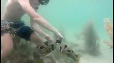 Pufferfish waits by its trapped friend while a diver uses a crab to cut the net