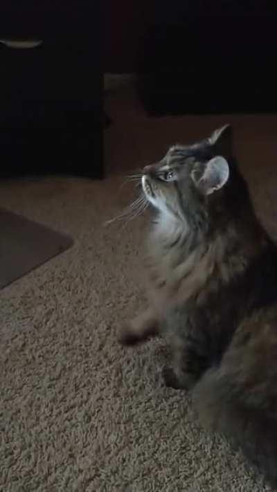 Murphy staring at my husband's back, hoping for some attention, while husband is working. The little raised paw just melts my heart. Murphy loves his daddy!