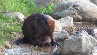 ChewBarka the Beaver grooming his fur in the river in Saskatoon last night ❤️❤️