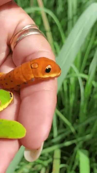 ️‍🔥 Real-life Caterpie