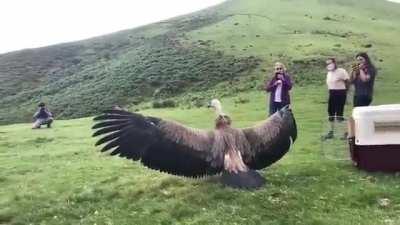 A massive Griffon Vulture is released