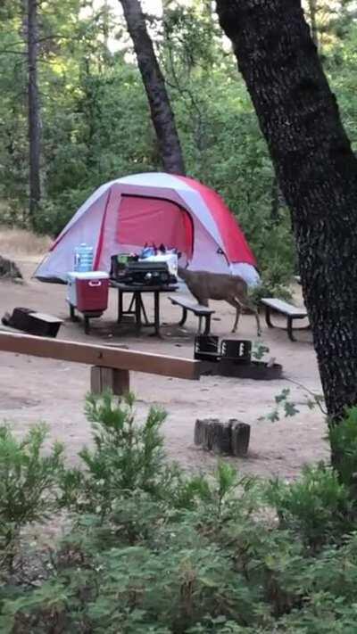 A deer snooping in a campsite adjacent to mine spooks itself