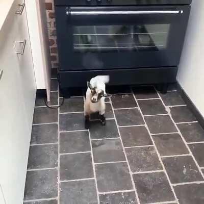 I think the world would be a better place if everyone had a happy baby goat living under their stove.