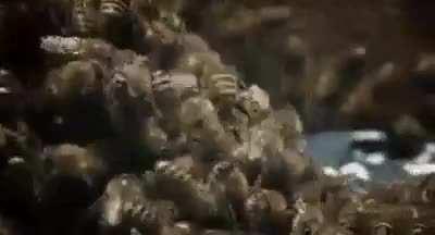 🔥 A group of bees avenge their friend who got killed by a hornet