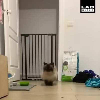 The way this cat jumps