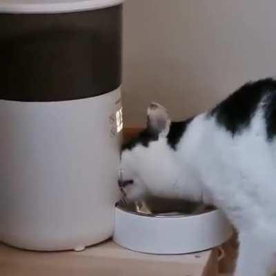 Cat doesnt like her new automatic Feeder