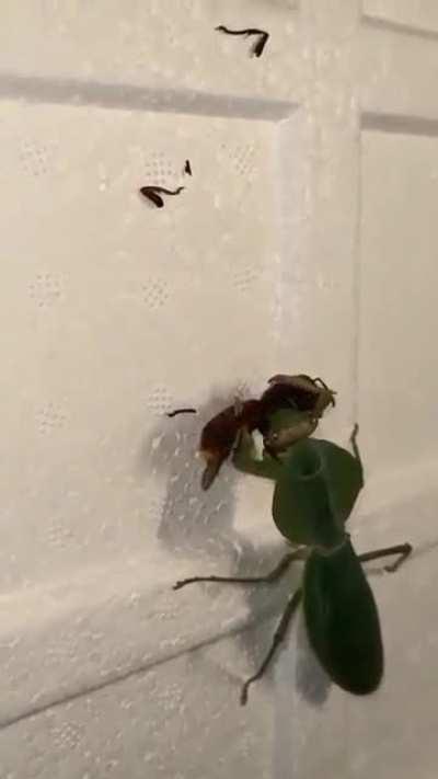 🔥 Preying Mantis vs. Hornet