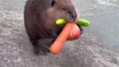 Japanese beaver just returned from shopping in the supermarket