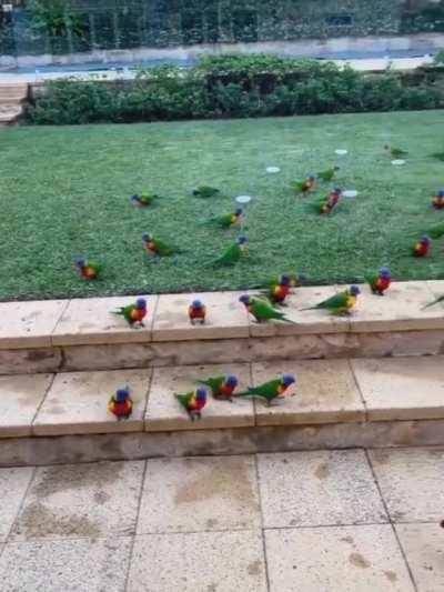 🔥 Garden full of rainbow lorikeets