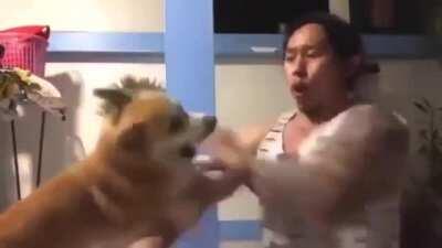 Fight with dog