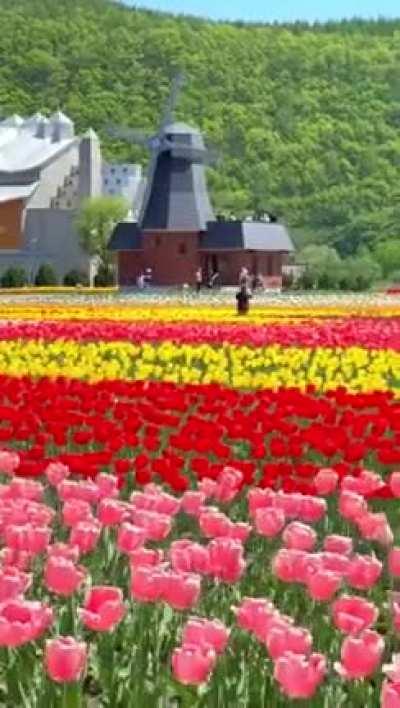 🔥Tulip park, Hokkaido, Japan