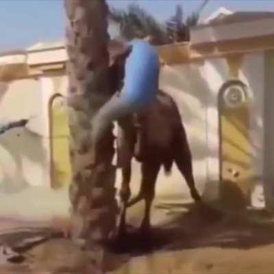 HMFT after I get lifted by my head from this camel