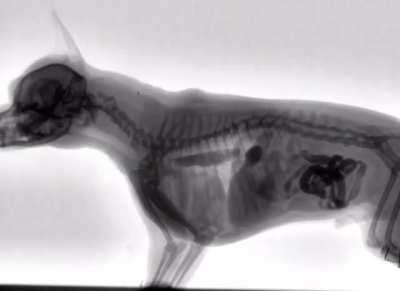 X-ray of a dog eating food