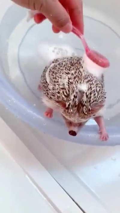 Hedgehog enjoying a bath