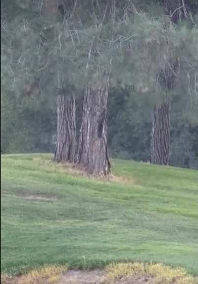 Bobcat Vs Squirrel ..